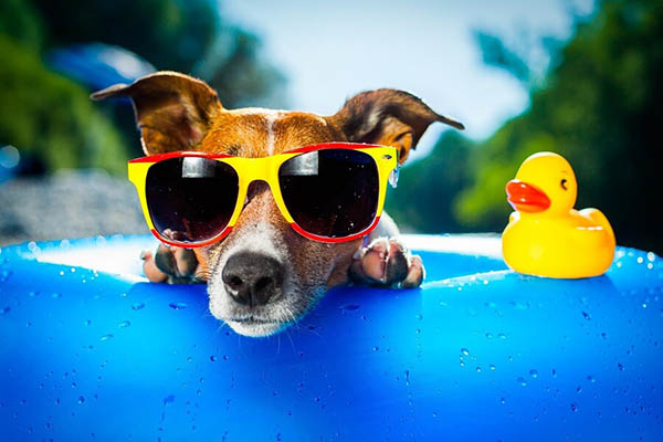 Vet Popularnoticia 5 Dicas Para Aproveitar As Ferias Com Seu Pet