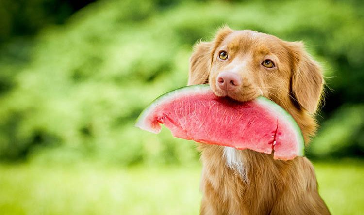 Vet Popularnoticia Intoxicacao Alimentar 750x444