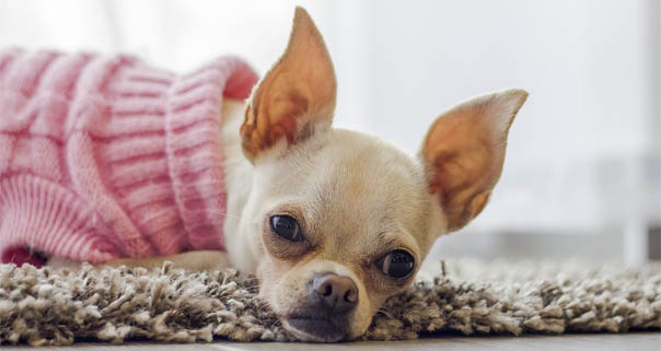 Vet Popularnoticia Mais Um Inverno Com Seu Pet
