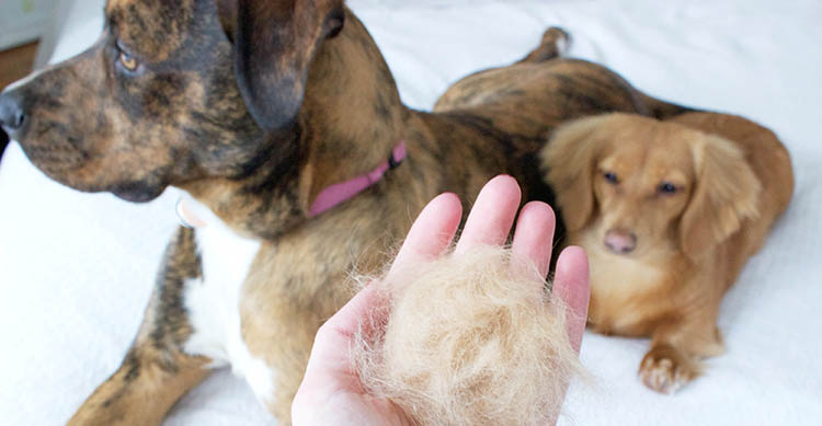 Vet Popularnoticia Queda De Pelo