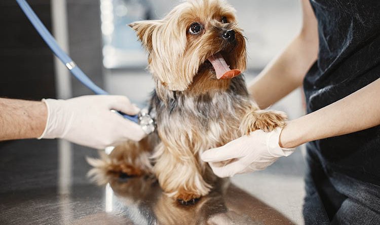 Vet Popularnoticia Setembro Vermelho 750x444