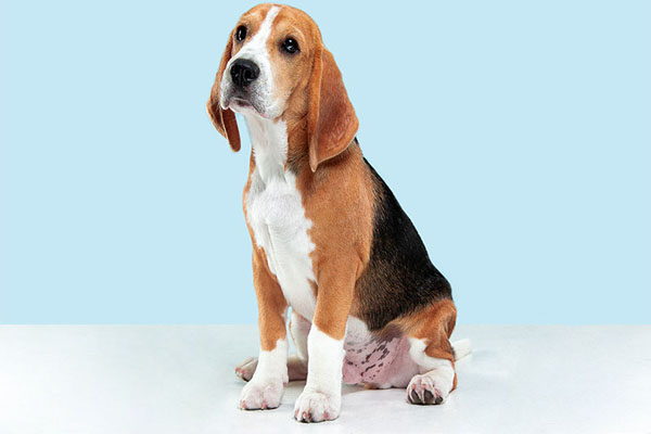 Vet Popularnoticia Janeiro Branco Pet Como Anda A Saude Mental E Emocional Dos Animais