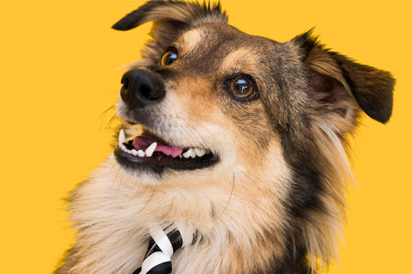 Vet Popularnoticia Mes De Luta Contra A Leucemia Tambem Cria Alerta Para Os Riscos Da Doenca Em Pets