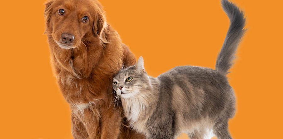 Foto Materia 02 900x444