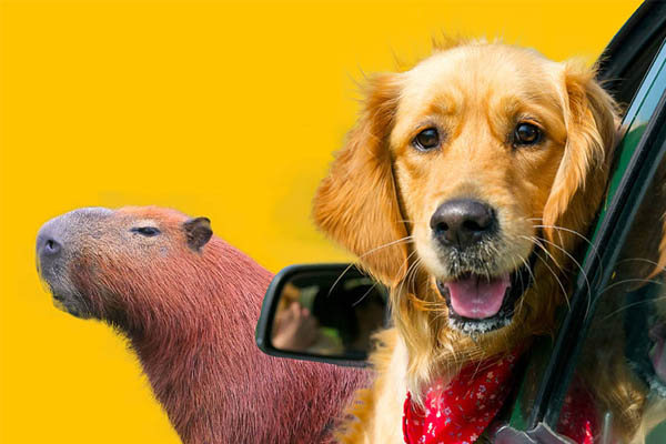 Vet Popularnoticia Abril Laranja Mes De Prevencao Contra A Crueldade Animal