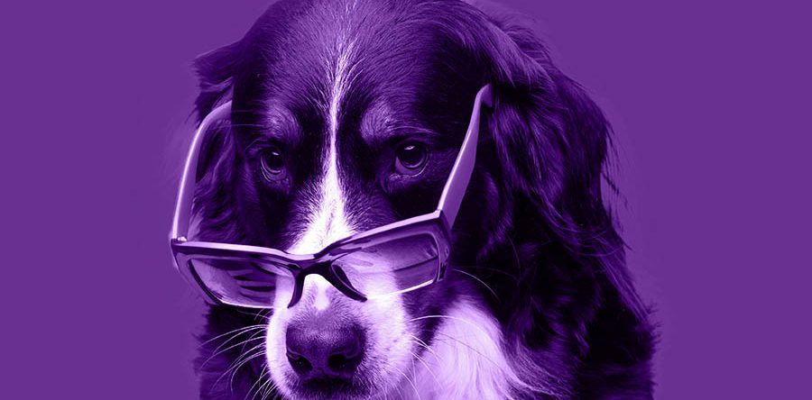 Foto Materia Junho Violeta 01 900x444