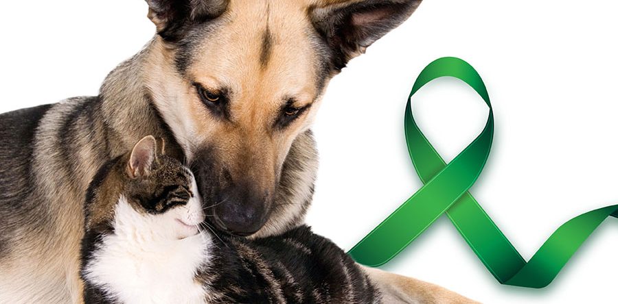 Vet Popularnoticia Agosto Verde E A Protecao Dos Pets 900x444