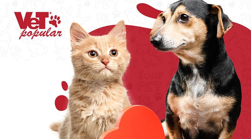 Vet Popularnoticia Setembro Vermelho Saude Cardiaca Dos Pets Importancia Do Checkup E O Papel Do Tutor 800x444