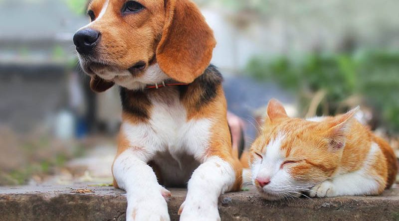 Vet Popularnoticia Castracao E Sinonimo De Saude Em Pets 800x444