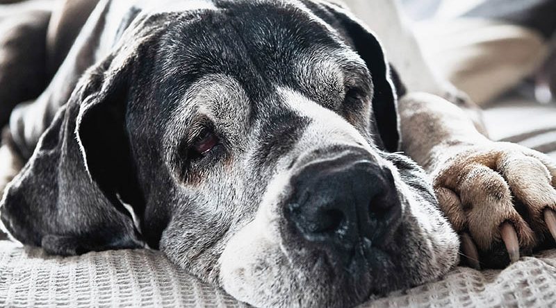 Vet Popularnoticia Fevereiro Roxo Prevencao De Doencas Em Animais Idosos 800x444