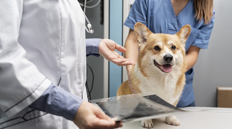 Veterinarian Taking Care Pet Dog 800x444
