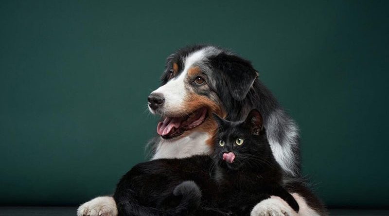 Materiapelos 800x444