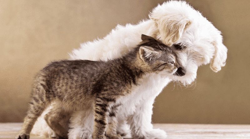 Materiarenal 800x444