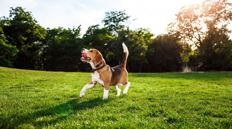 Caovetpopular 800x444