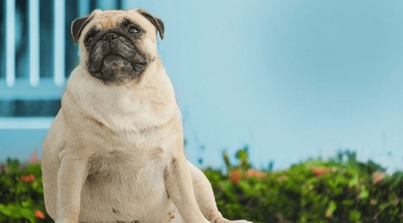 Imagemdogobeso 800x444