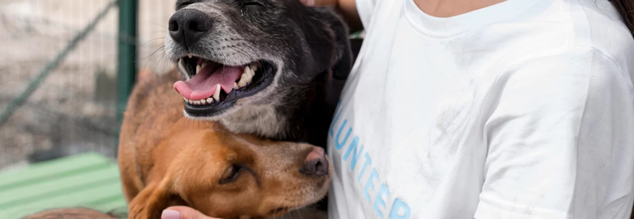 Confira Eventos Para Pets Na Zona Leste 1280x444