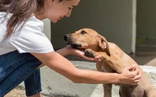Adocao Responsavel Em Sp Confira Historias Inspiradoras 305x190