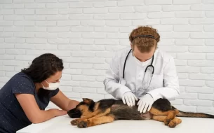 Guia Completo De Prevencao De Doencas Em Pets 305x190