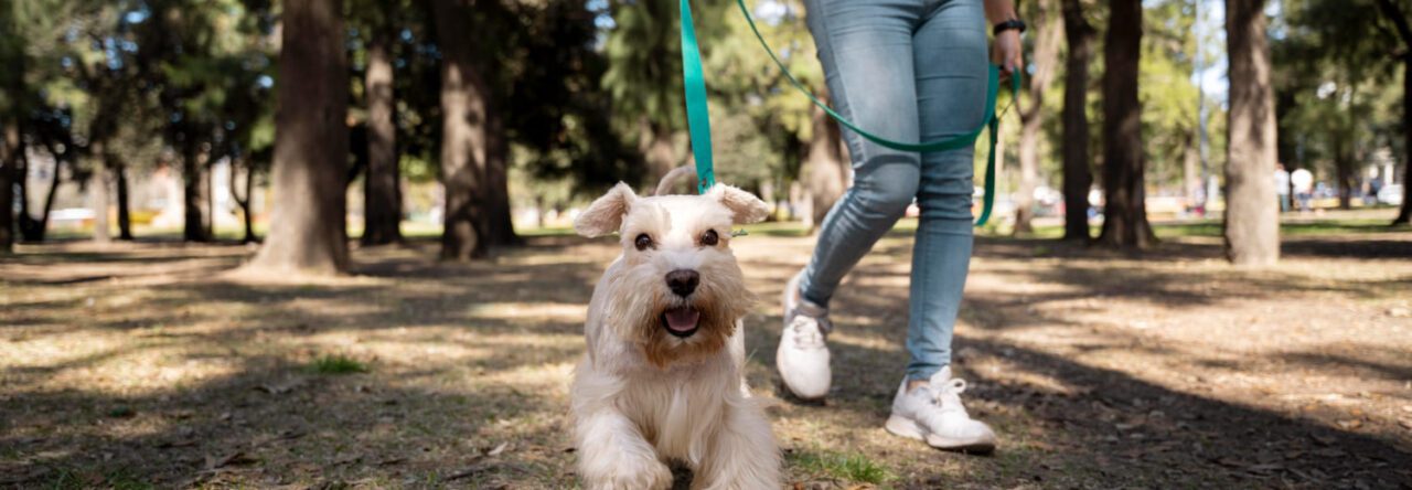 Como Garantir Um Passeio Seguro Para Cachorro 1280x444