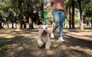 Como Garantir Um Passeio Seguro Para Cachorro 305x190