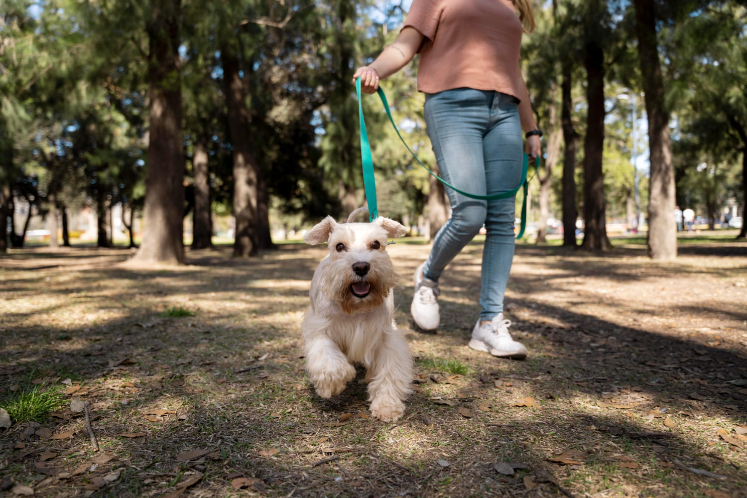 Como Garantir Um Passeio Seguro Para Cachorro
