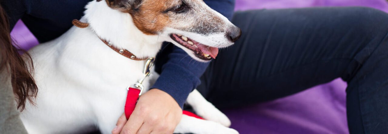 Primeiros Socorros Para Pets O Que Todo Tutor Deve Saber 1280x444