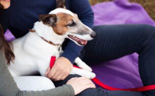 Primeiros Socorros Para Pets O Que Todo Tutor Deve Saber 305x190