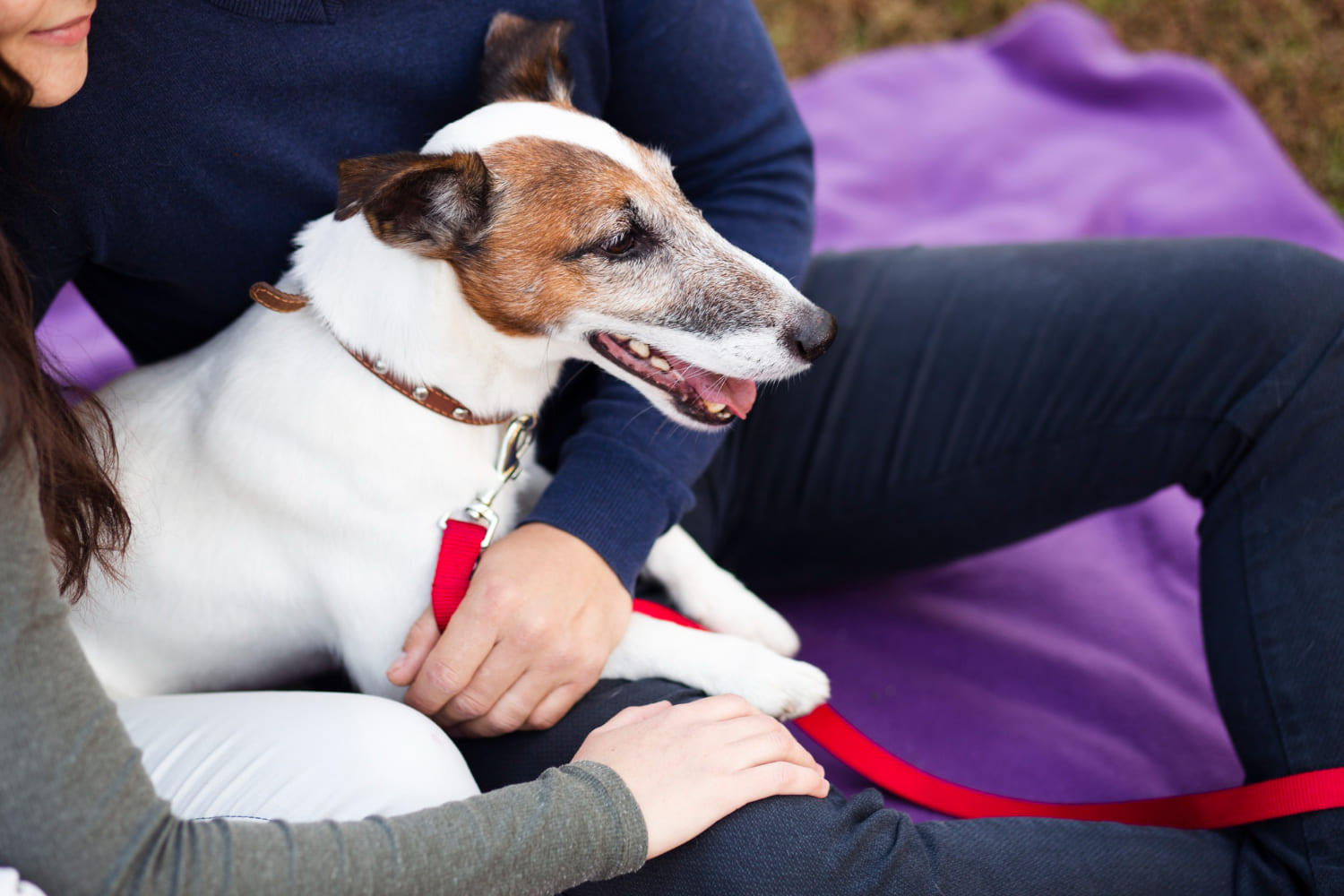 Primeiros Socorros Para Pets O Que Todo Tutor Deve Saber