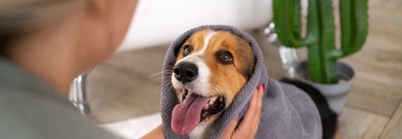 Rotina De Higiene Para Pets Como Manter Diariamente 1280x444