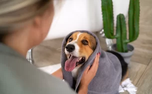 Rotina De Higiene Para Pets Como Manter Diariamente 305x190