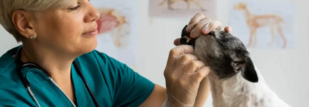 Doencas Zoonoticas O Que Sao E Como Proteger Seu Pet 1280x444