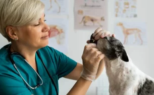 Doencas Zoonoticas O Que Sao E Como Proteger Seu Pet 305x190