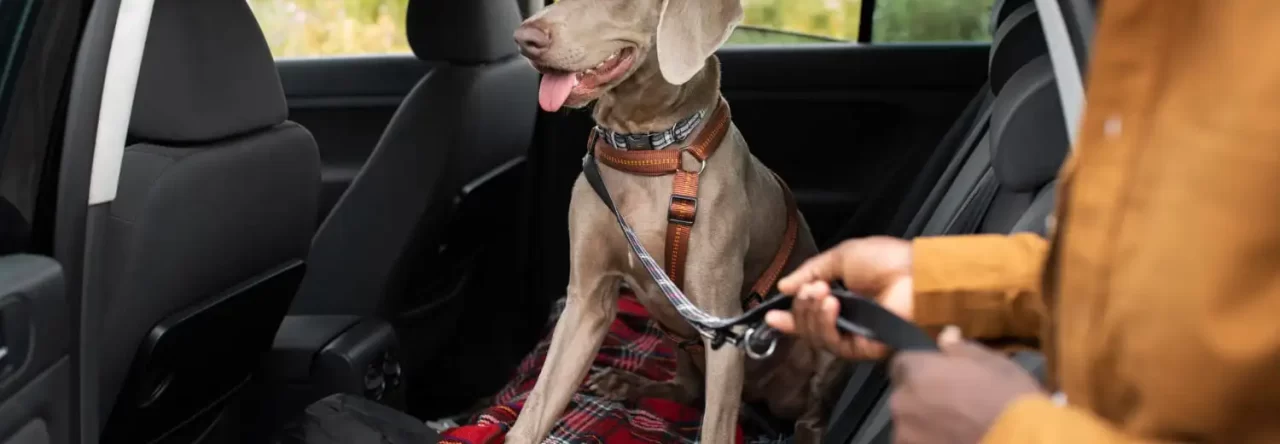 Transporte Seguro De Pets Com Conforto E Seguranca 1280x444
