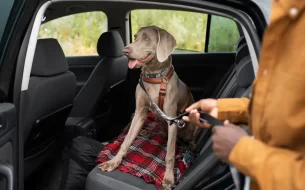 Transporte Seguro De Pets Com Conforto E Seguranca 305x190