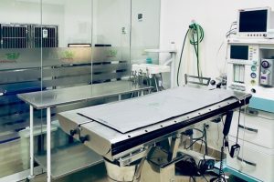 Conheca Erros Por Falta De Diagnostico Preciso Na Veterinaria 300x200