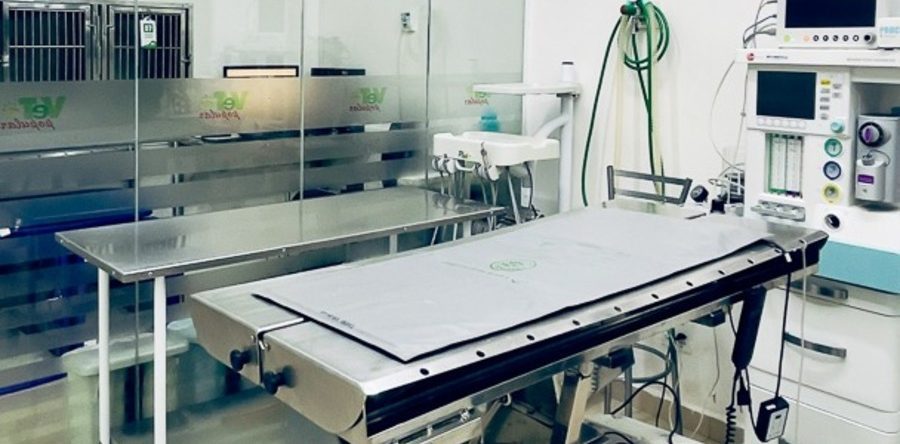 Conheca Erros Por Falta De Diagnostico Preciso Na Veterinaria 900x444