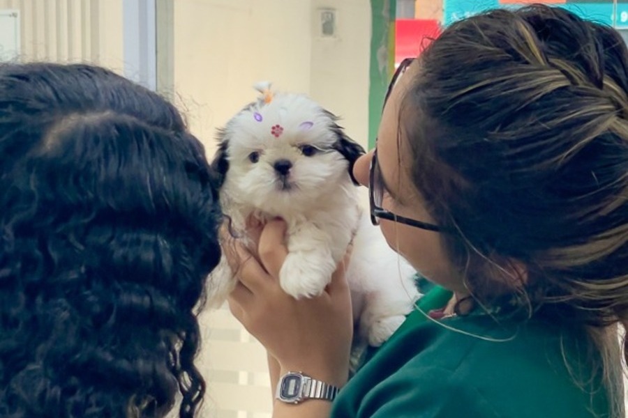 Cuidados Com Pet Idoso O Que Muda Com O Avanco Da Idade