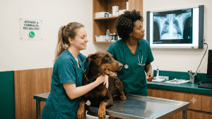 Cachorro Tossindo 300x168